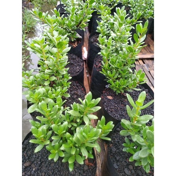 JAMIN MURAH Bibit / bahan bonsai santigi mawar semai biji(BISA LANGSUNG ORDER)