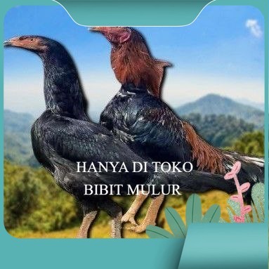 

telur ayam shamo jepang ori aduan bisa untuk di tetaskan bibit.mulur