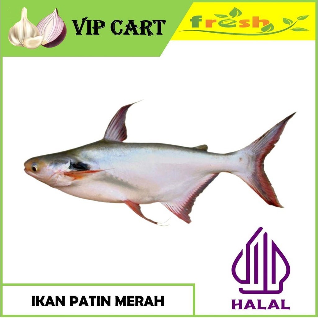 

IKAN PATIN MERAH - IKAN SEGAR