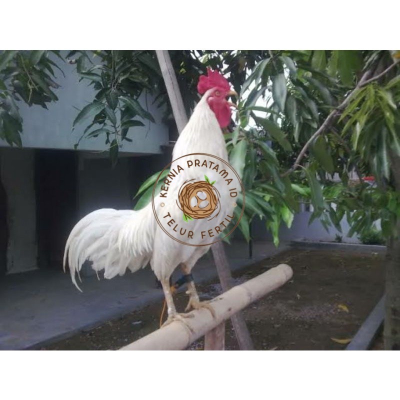 

TELUR AYAM KETAWA DANGDUT GRETEK SLOW UNTUK DI TETASKAN KURNIA PRATAMA ID