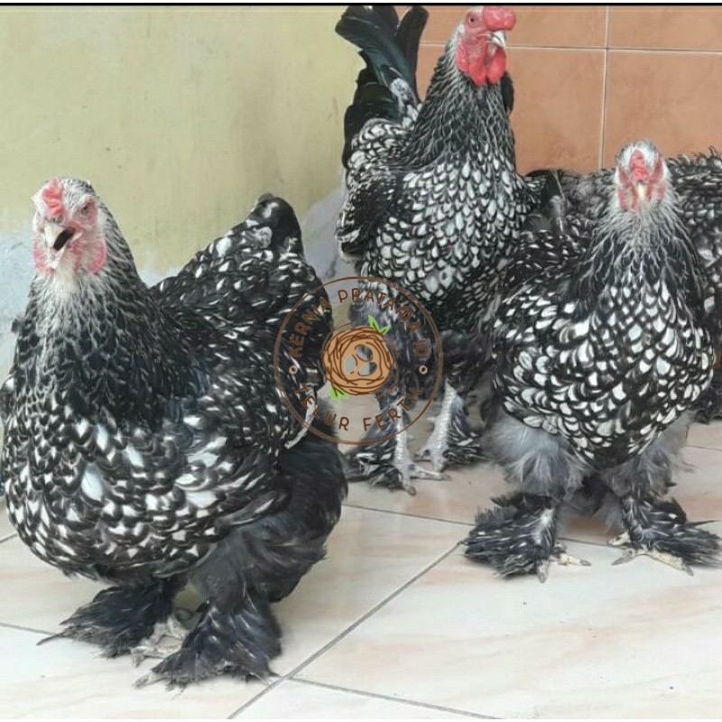 

TELUR AYAM HIAS BRAHMA SILVER LACED UNTUK DI TETASKAN KURNIA PRATAMA ID