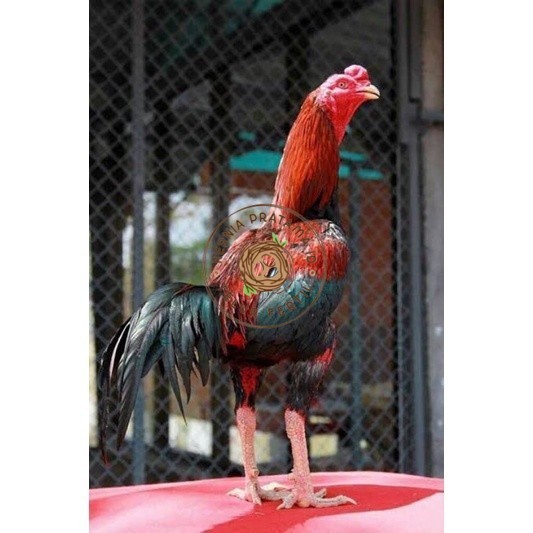 

TELUR RAJA SAIGON FRESH FERTIL KURNIA PRATAMA ID