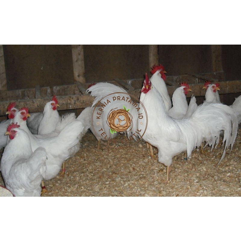 

TELUR AYAM PETELUR WHITE LEGHORN PURE LINE UNTUK DI TETASKAN KURNIA PRATAMA ID