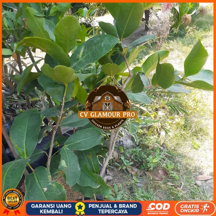 TANAMAN BUAH JAMBU AIR HIJAU TANPA BIJI SUDAH BERBUNGA/BERBUAH CANGKOK Bibit Tanaman Super Unggul CV
