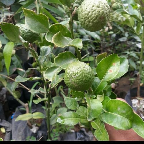 BIBIT TANAMAN JERUK PURUT SUDAH BERBUAH/ BIBIT JERUK PURUT BERBUAH