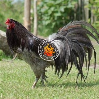 

Telur ayam black sumatera / telur ayam hias / telur fertil siap kirim UD KURNIA PRATAMA