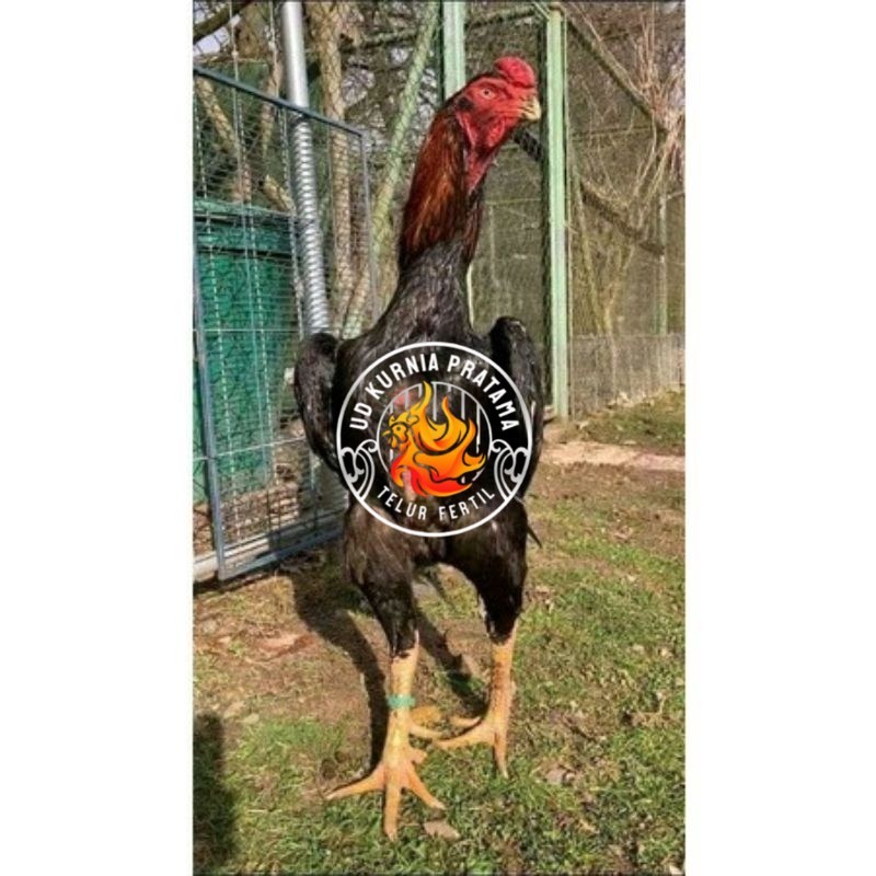 

TELUR AYAM RAINBOW UNTUK DI TETASKAN UD KURNIA PRATAMA