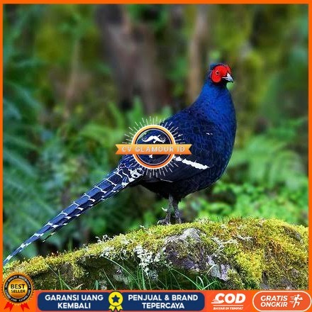 

Telur ayam hias ringneck mikado pheasant fertil untuk ditetaskan Langsung CV GLAMOUR ID