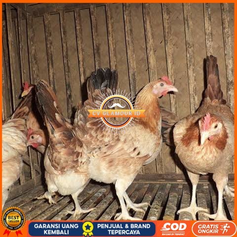 

Telur ayam elba petelur handal siap ditetaskan - telur-ayam-elba CV GLAMOUR ID