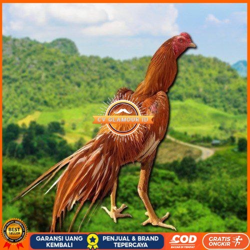 

telur Ayam Bangkok Clasik ekor lidi Fertil CV GLAMOUR ID