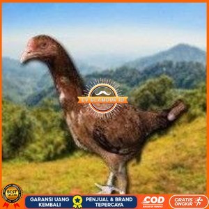 

telur tetas ayam shamo super tarung CV GLAMOUR ID