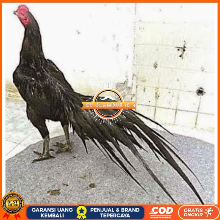 

TELUR AYAM MANGON GESIT TANGGUH UNTUK DI TETASKAN CV GLAMOUR ID