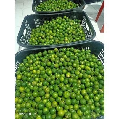

1 kg Sonkit / Jeruk Kasturi / Kalamansi / Lemon cui / Jeruk Kunci
