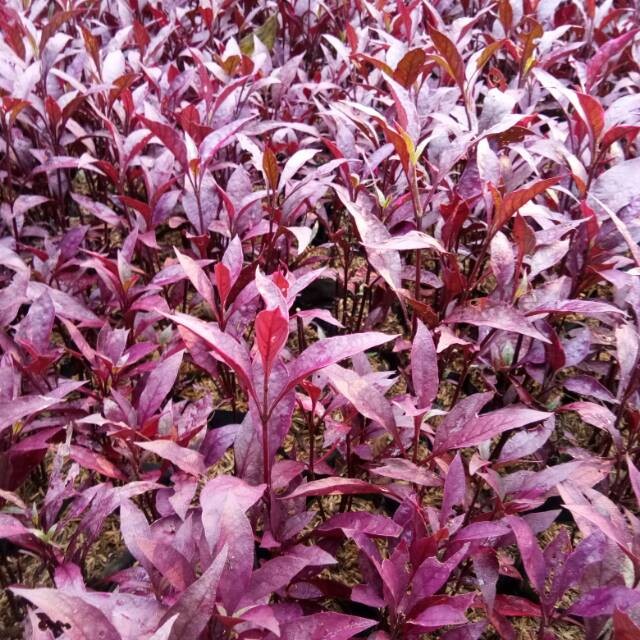 Tanaman hias - bayam merah - bibit tanaman - bayam hias