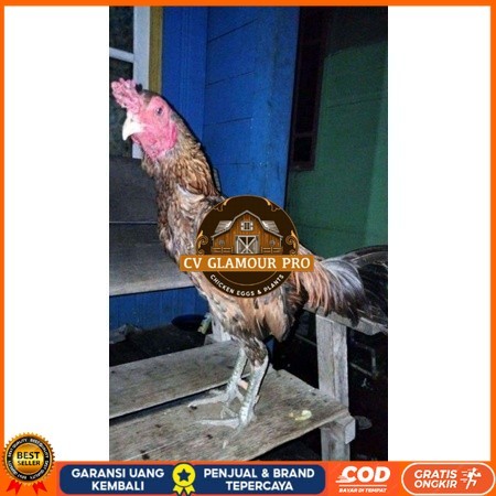 

ayam bulbi tampar tampar telur fertill terbaru original berkualitas CV GLAMOUR PRO