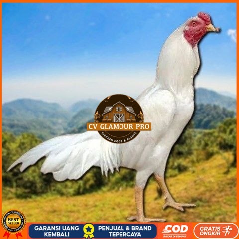

telur tetas ayam shamo petarung bangkok CV GLAMOUR PRO