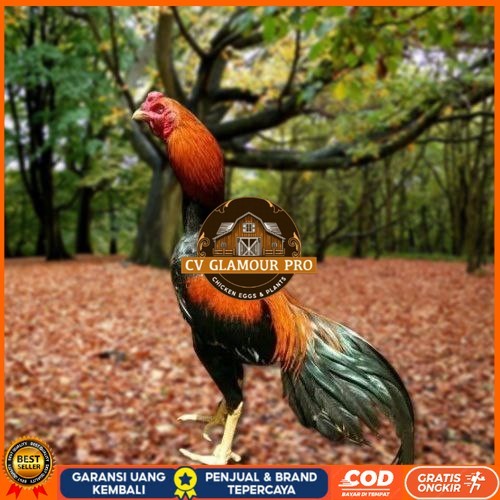 

Telur Ayam Pakhoy Ori Thailand Vertil Siap Di Tetaskan Jaminan Suuper Oiginal Bergaransi CV GLAMOUR PRO