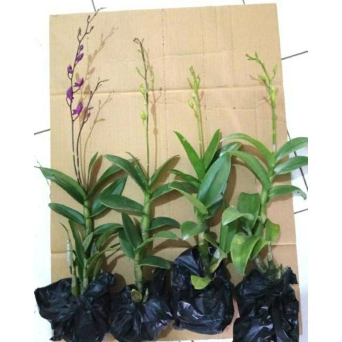 ANGGREK DENDROBIUM JUMBO BERBUNGA