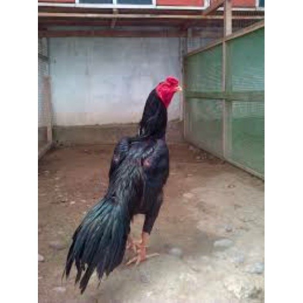 

TELUR TETAS AYAM PAKHOY TANGGUH UNTUK DI TETASKAN UD NAFII FARM ID