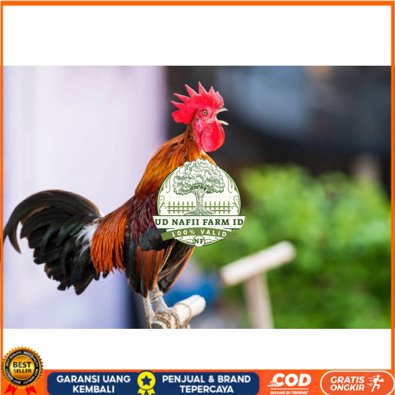 

TELUR FERTIL AYAM KETAWA SLOW/DANGDUT/DURSAM UNTUK DINTETASKAN UD NAFII FARM ID