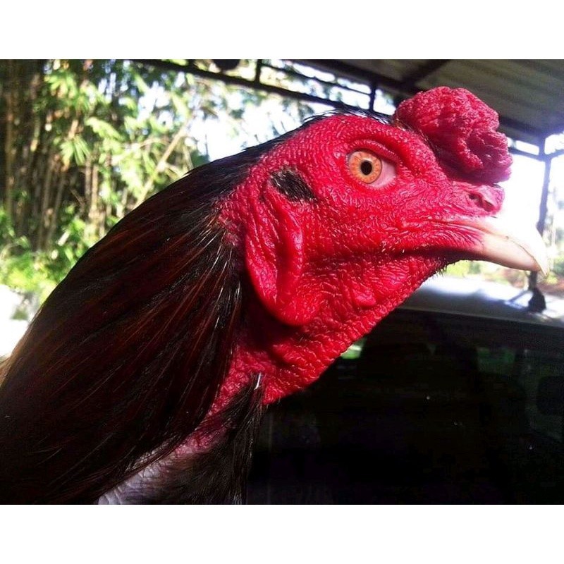 

Telur ayam bangkok ekor lidi terbaru terlaris UD NAFII FARM ID