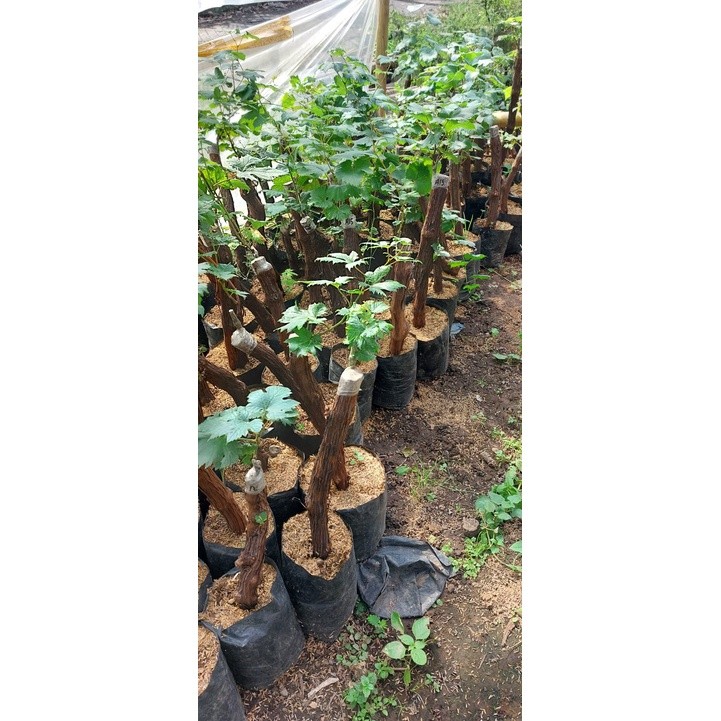 Bibit Anggur Import BONGGOL BESAR
