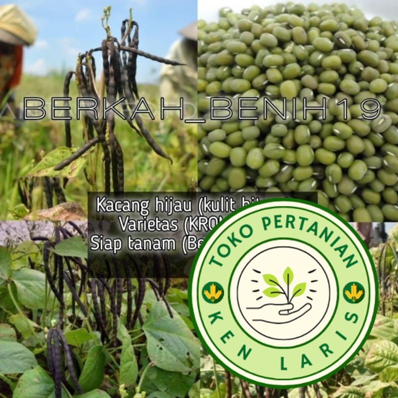 

1KG BENIH KACANG HIJAU KULIT HITAM VARIETAS KROMPOL IMPORT KUALITAS UNGGULAN READY!!
