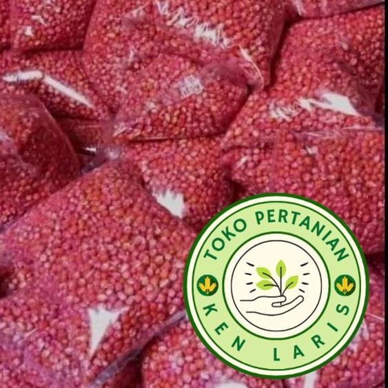 

BENIH JAGUNG SIAP TANAM SUMO,PERKASA,P27,P21,18,JAGO,PERKASA,212,1KG SIAP TANAM