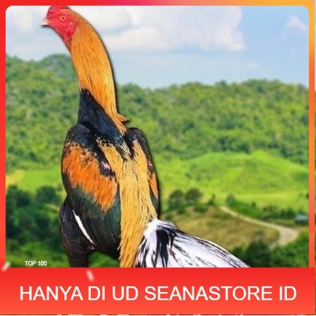

telur ayam bangkok ekor lidi original UD SEANASTORE ID