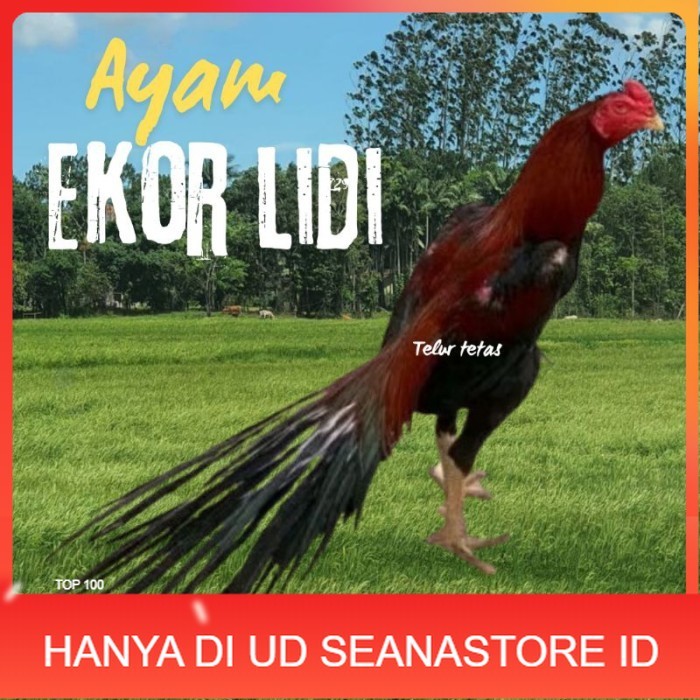 

telur ayam ekor lidi original bisa untuk di tetaskan vertil UD SEANASTORE ID