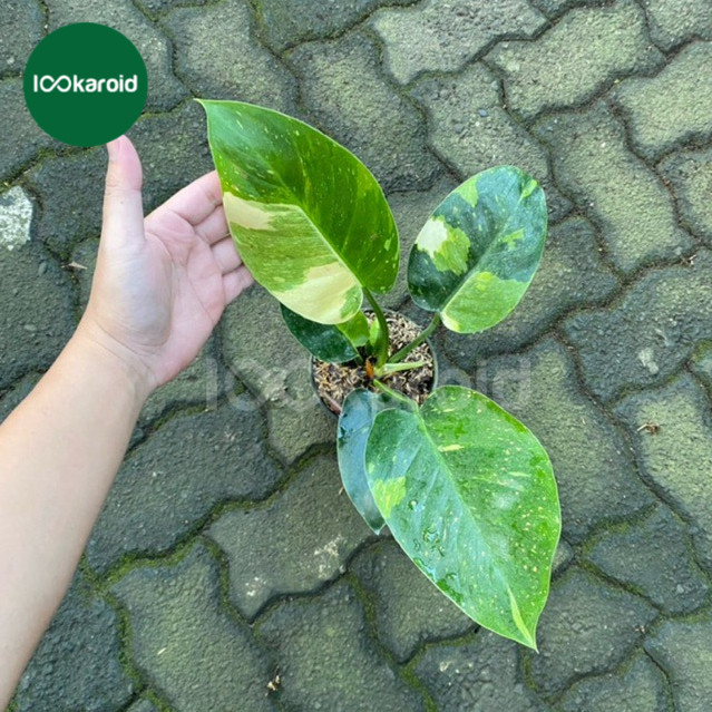 Tanaman Hias Philodendron Green Congo Variegata Marble | Philodendron Green Congo Marble Varigata
