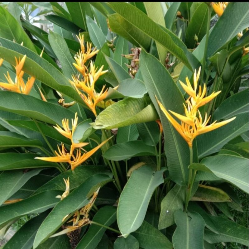 tanaman hias pisang-pisangan bunga kuning