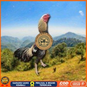 

telur ayam Shamo Japanese (Telur fertil) PRADITA BIBIT TANAMAN