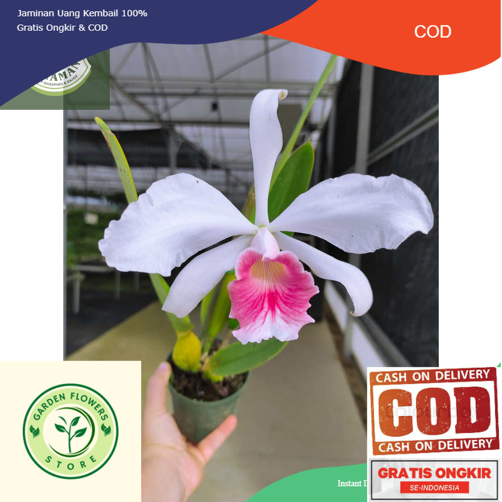 tanaman hias anggrek dendrobium Carmen /) anggrek dendrobium // bibit anggrek dendrobium