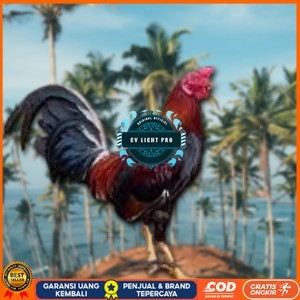 

telur ayam philipin asli AK47 bisa untuk di tetaskan jumbo CV LIGHT PRO