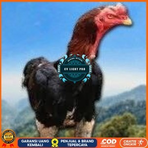 

telur tetas ayam shamo siap di tetaskan vertil super garansi CV LIGHT PRO