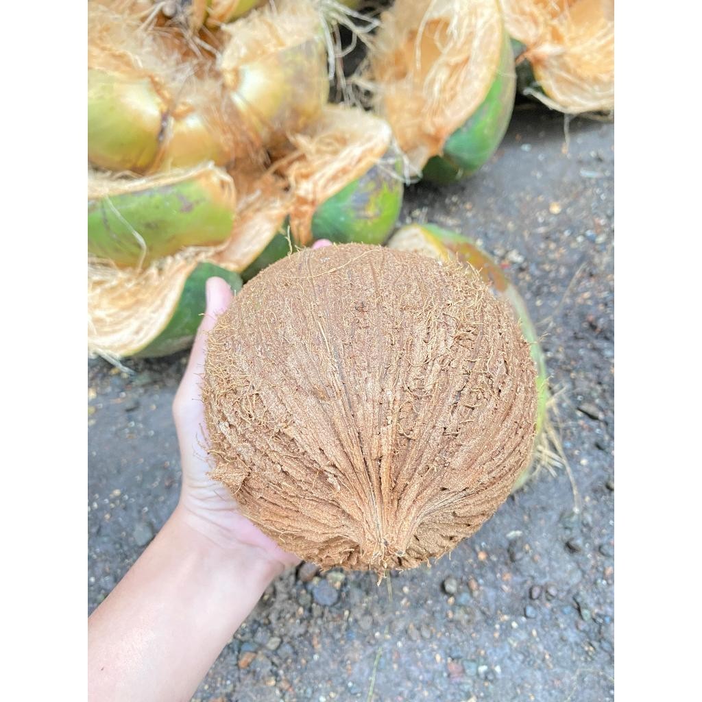 

TB-02 Kelapa Tua Utuh Sudah Dikupas / Kelapa Tua Bahan Santan Ukuran 500g-700g Free Box