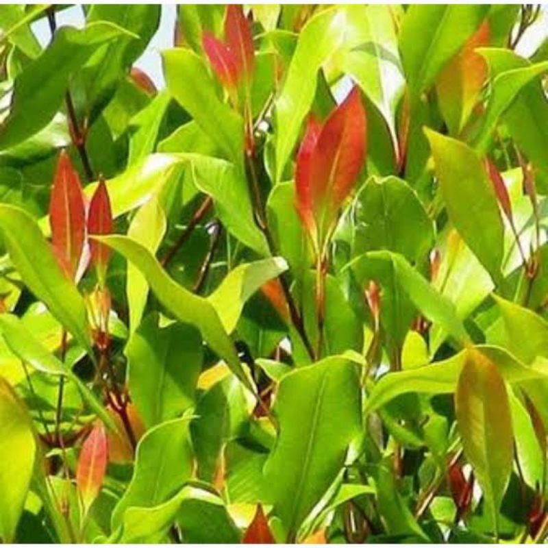 

BMB+ Daun Cengkeh Segar 250gr / Daun Obat Tradisional Herbal Alami