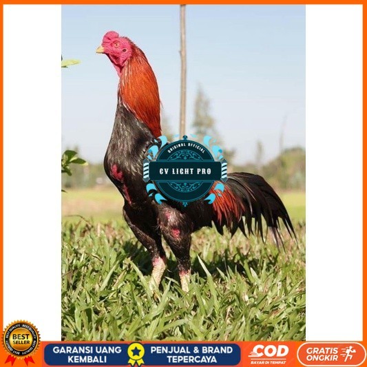 

3 EKOR TELUR BIRMA SUPER PROMO MURAH (COD) CV LIGHT PRO