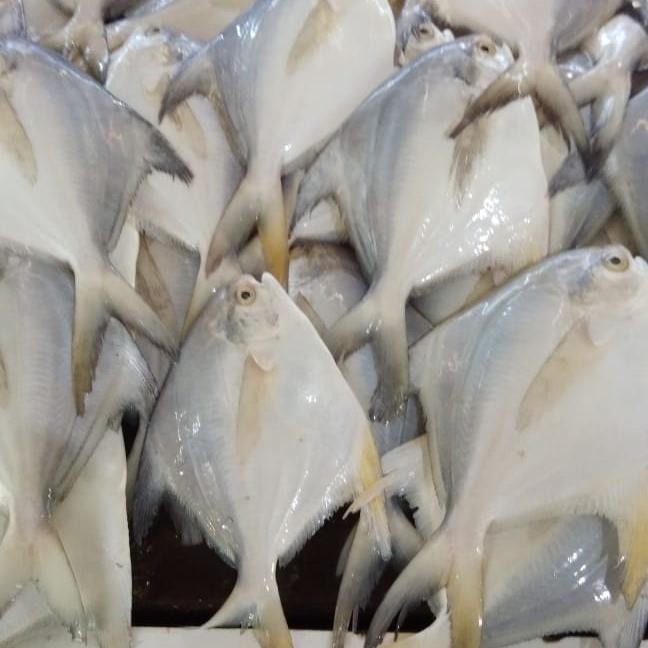 

Ikan Bawal Putih 1 kg
