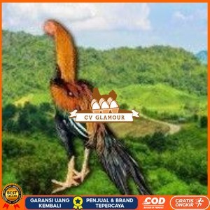 

telur ayam ekor lidi original bisa untuk di tetaskan terlaris CV GLAMOUR