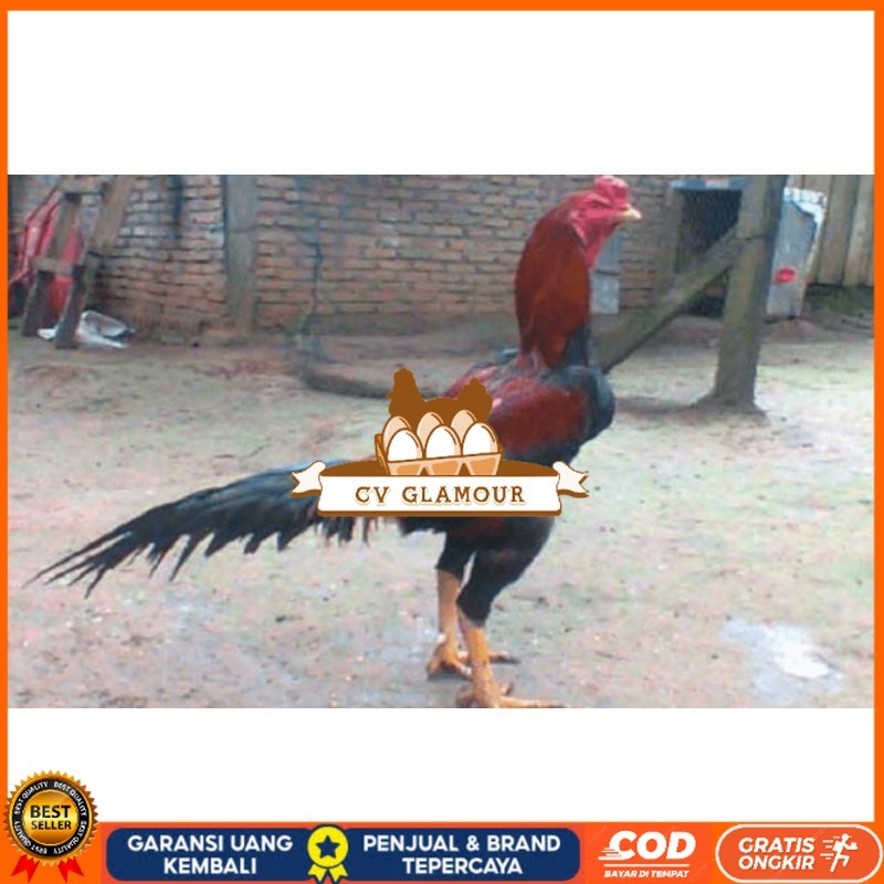 

TELUR AYAM PAKHOY TURUNAN IMPORT CV GLAMOUR