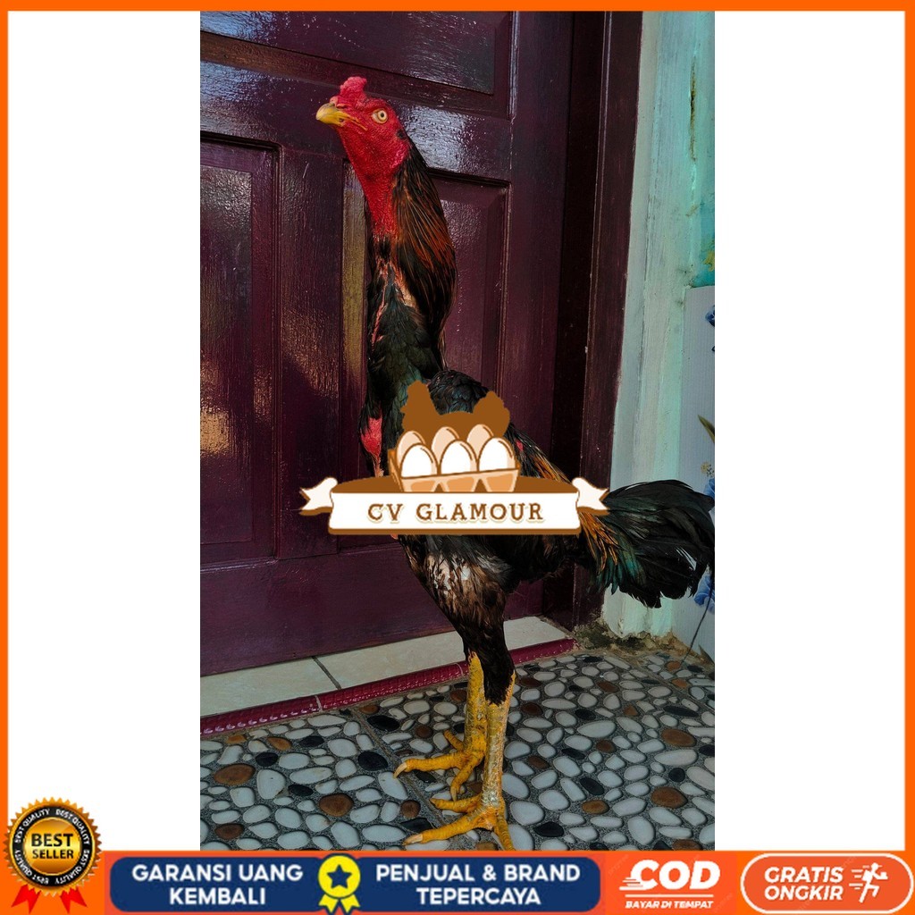 

Telur ayam bangkok shamo jepang / ayam petarung aduan untuk ditetaskan CV GLAMOUR
