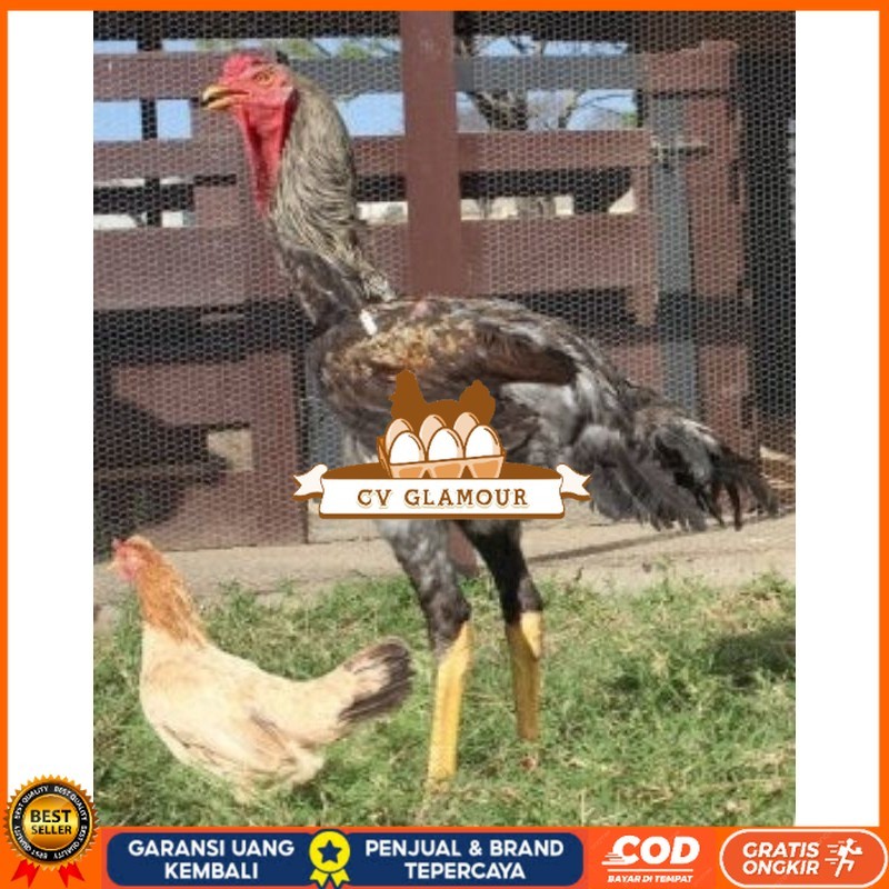 

TELUR AYAM AHMAD GIGANTE UNTUK DI TETASKAN CV GLAMOUR