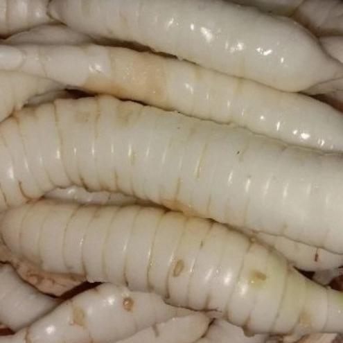 

Umbi Garut/ Tarigu Segar 500 gram ready