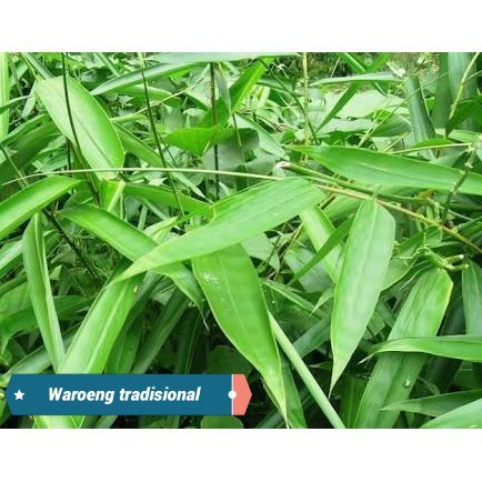 

Sahabattani Daun Bambu Segar