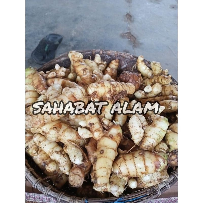 

Sahabattani kunyit putih segar langsung ambil dari hutan asli organik herbal CURCUMA ZEDOARIA 100gram
