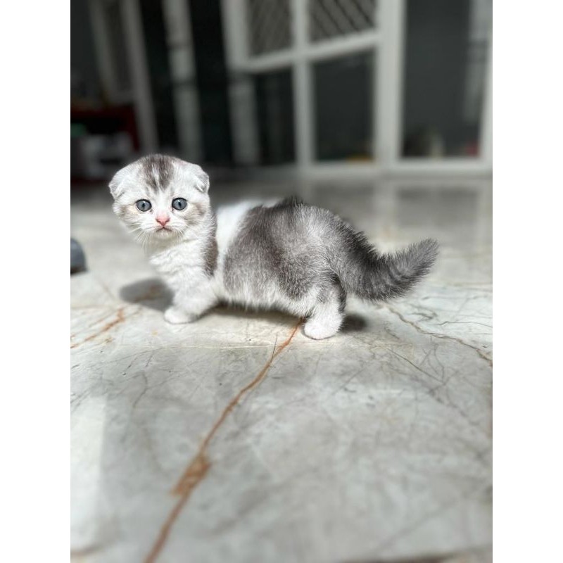 kucing munchkin gaelic betina silver taby