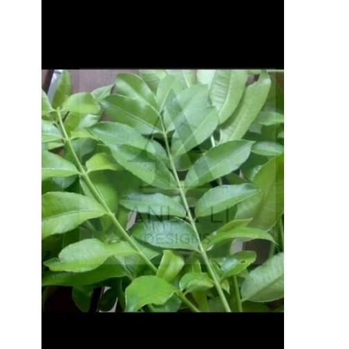 

Daun Kedondong segar