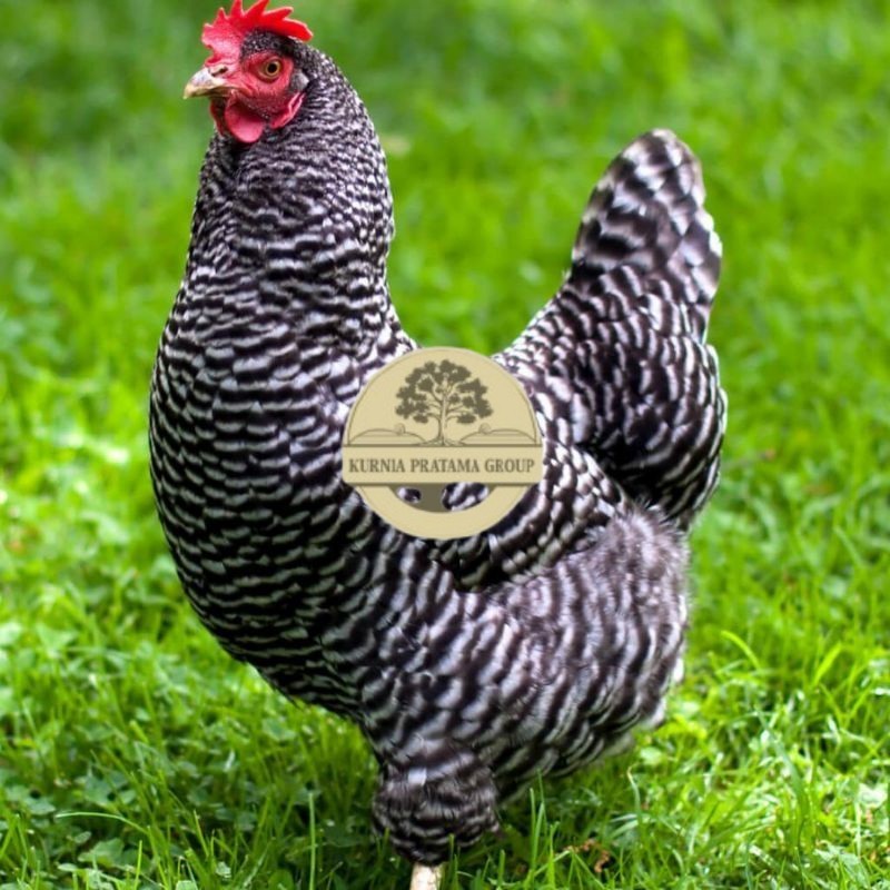 

TELUR AYAM HIAS PETELUR BARRED ROCK UNTUK DI TETASKAN KURNIA PRATAMA GROUP